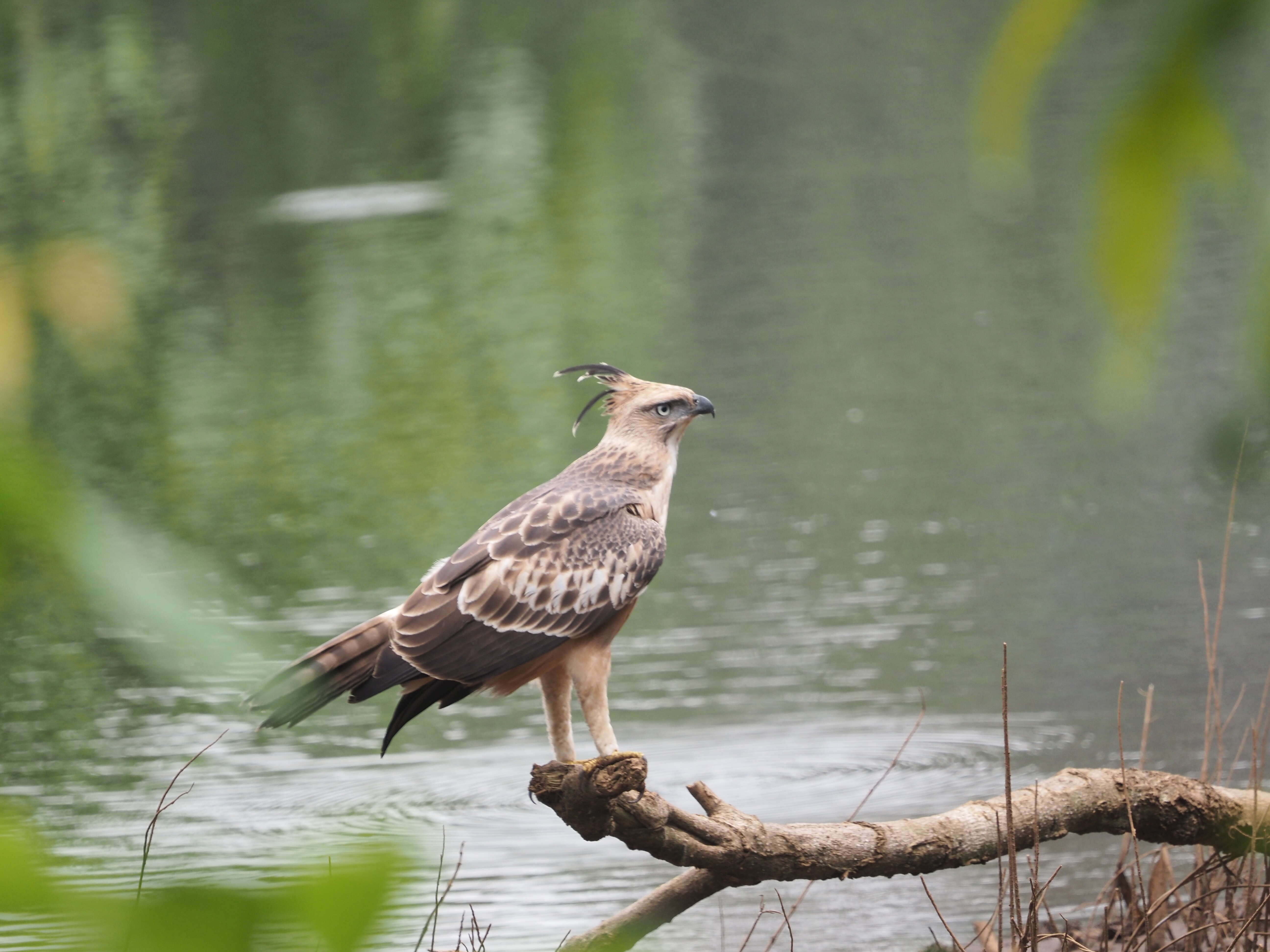 Nisaetus cirrhatus (Gmelin & JF 1788) resmi