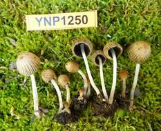 Image of Coprinellus