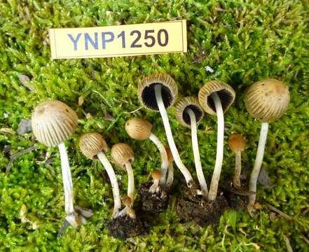 Image of Coprinellus