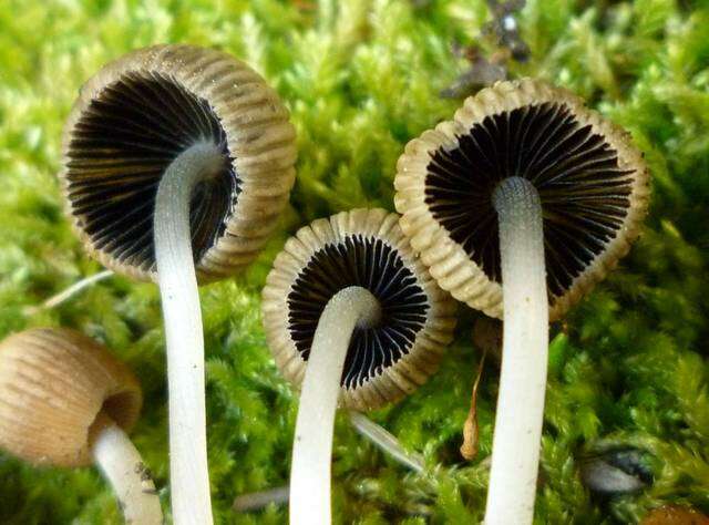 Image of Coprinellus