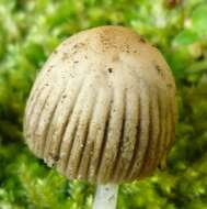 Image of Coprinellus