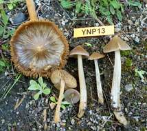 Image of Entoloma holoconiotum (Largent & Thiers) Noordel. & Co-David 2009