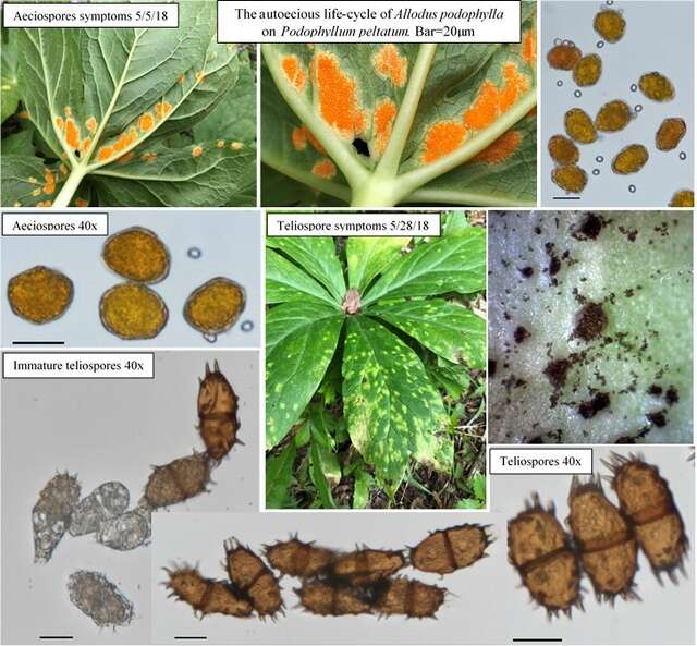 Image de Puccinia podophylli Schwein. 1822