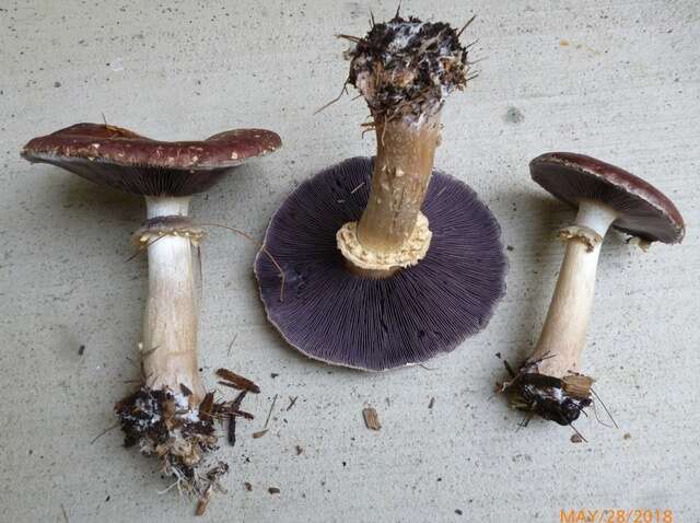 Image of Stropharia