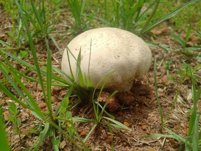 Слика од Calvatia