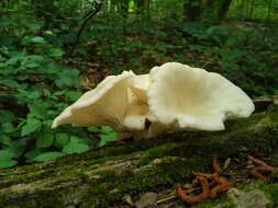 Image of Pleurotus