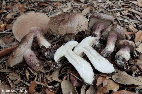 Imagem de Tylopilus violatinctus T. J. Baroni & Both 1998