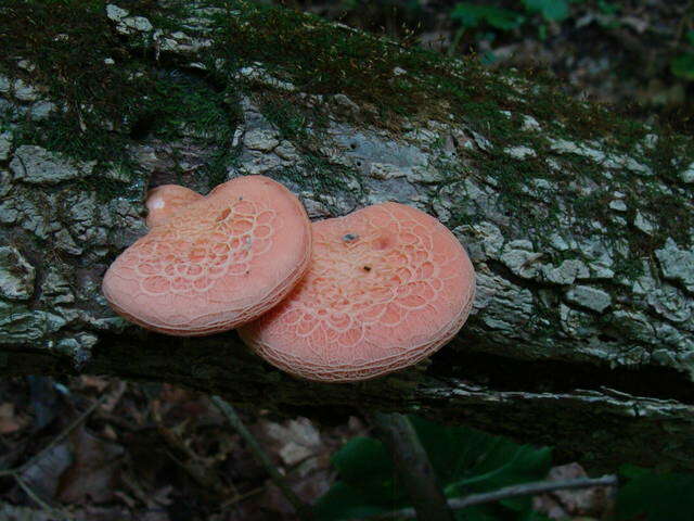 Rhodotus resmi