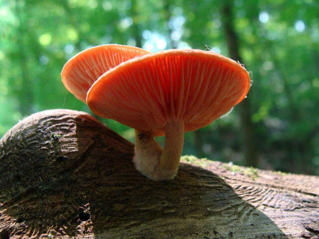 Rhodotus resmi