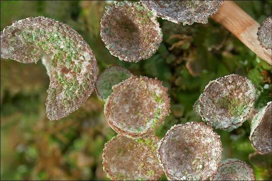 Image of cup lichen