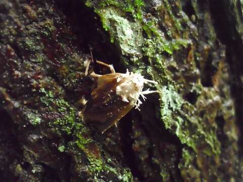 صورة Cordyceps tuberculata (Lebert) Maire 1917