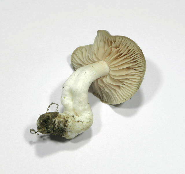 Image of Entoloma