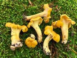 Image of Cantharellus lateritius (Berk.) Singer 1951