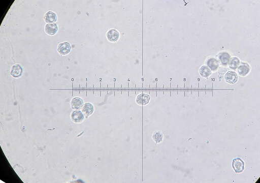 Image of Entoloma