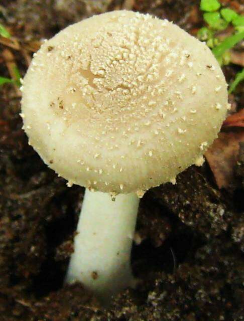 Image of Amanita farinosa Schwein. 1822