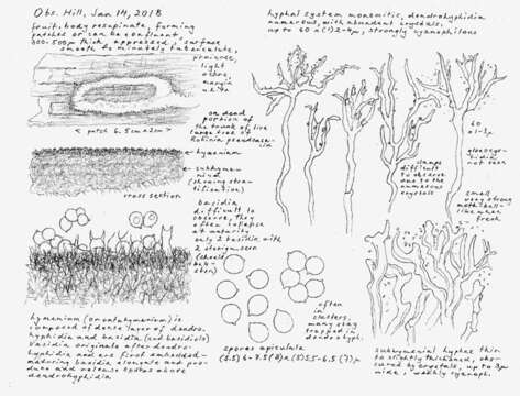 Plancia ëd Lachnocladiaceae