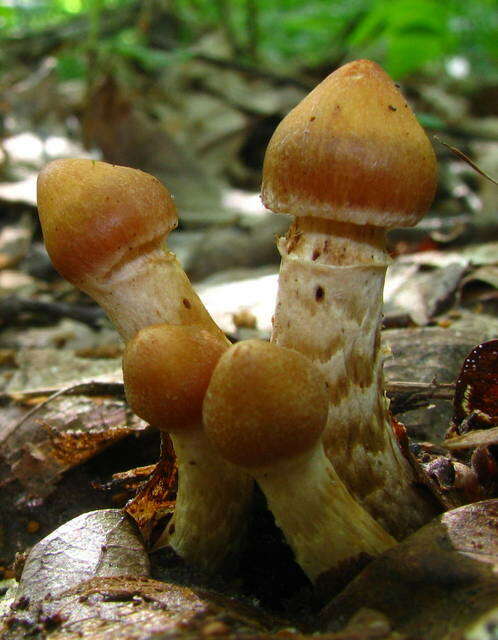 Image of Phaeomarasmius