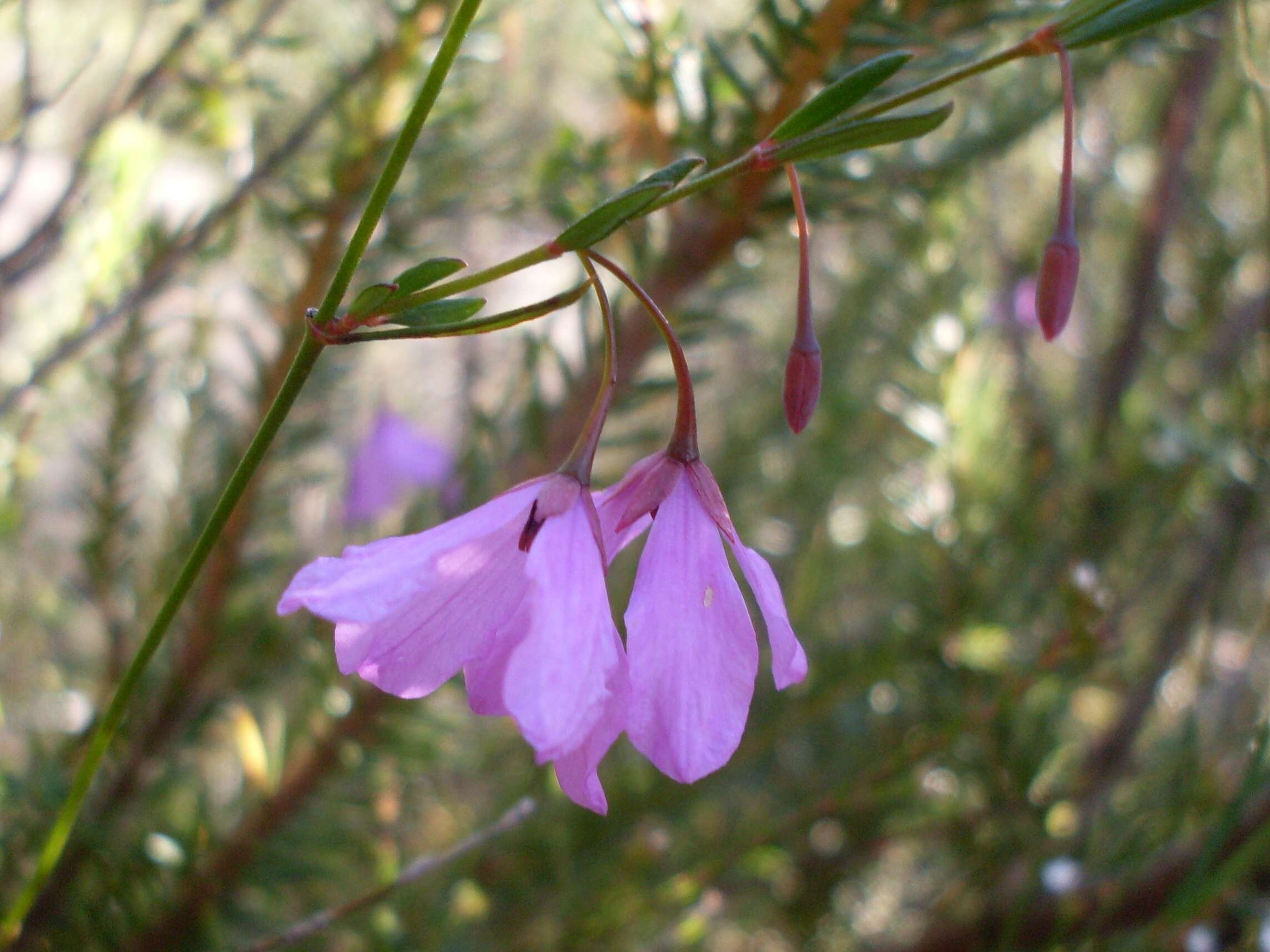 Image of Tetratheca shiressii Blakely