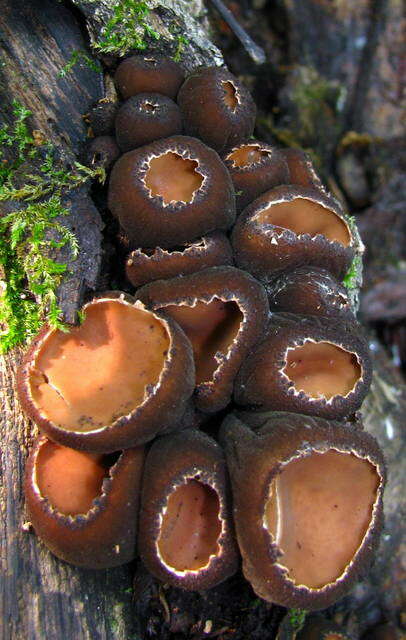 Image of Sarcosomataceae