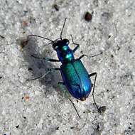 Image of Festive Tiger Beetle