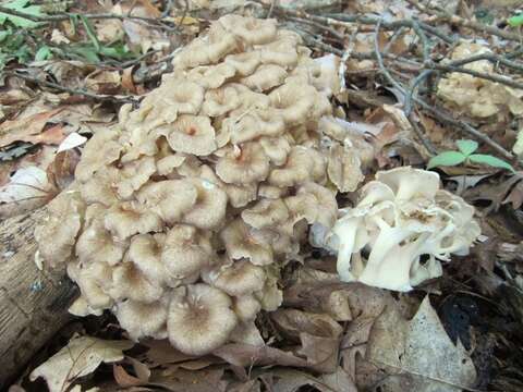 Image of Polyporus