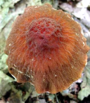 Image of Psathyrella delineata (Peck) A. H. Sm. 1941