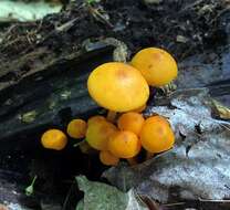 Image of Mycena leaiana (Berk.) Sacc. 1891