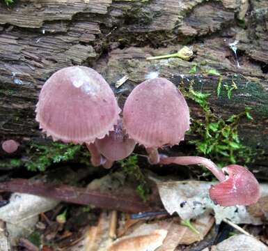 Image of Mycena