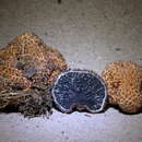 Image of Durianella echinulata (Corner & Hawker) Desjardin, A. W. Wilson & Manfr. Binder 2008