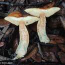 Image de <i>Leccinum longicurvipes</i>