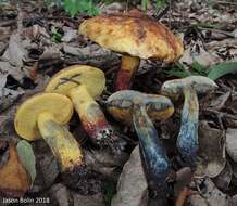 Imagem de Boletus luridellus (Murrill) Murrill 1938