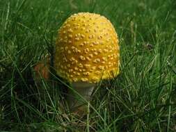 Image of <i>Amanita flavorubens</i>