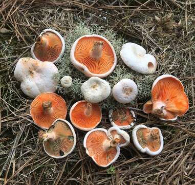 Lactarius salmoneus Peck 1898 resmi