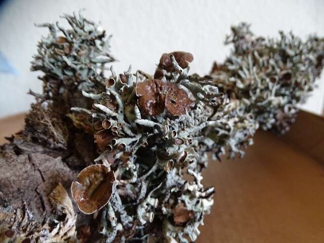 Image of Forked tube lichen