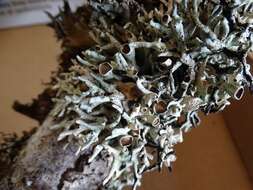 Image of Forked tube lichen