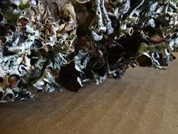 Image of Forked tube lichen