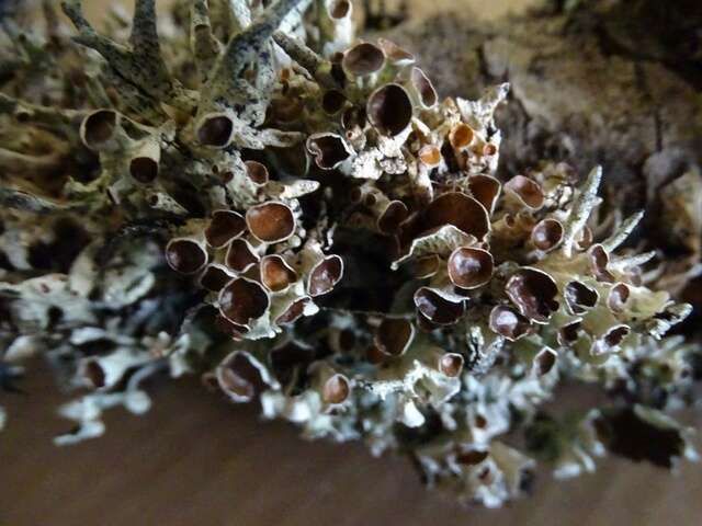 Image of Forked tube lichen