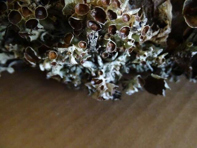 Image of Forked tube lichen