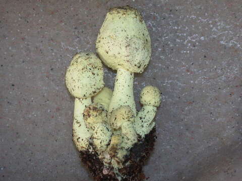 Image of Leucocoprinus