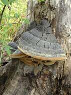 Image of Phellinus