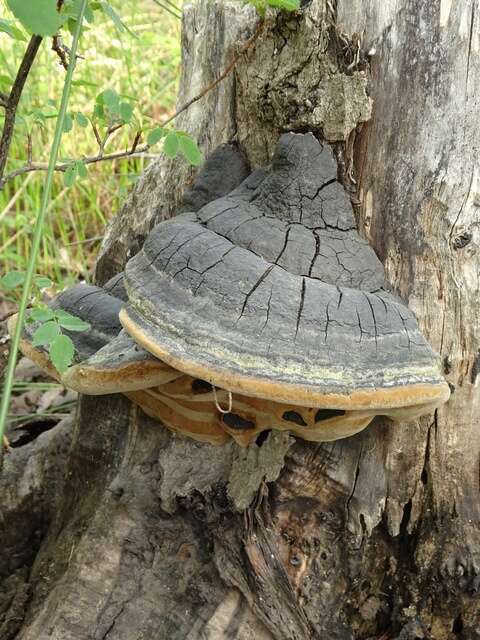 Image of Phellinus