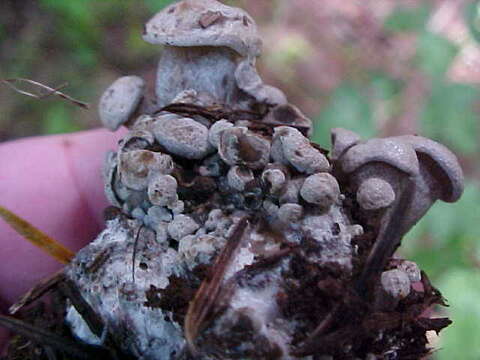 Image of Clitocybe sclerotoidea (Morse) H. E. Bigelow 1958