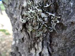 Image of Forked tube lichen