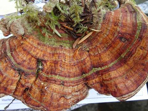 Image of Trametes