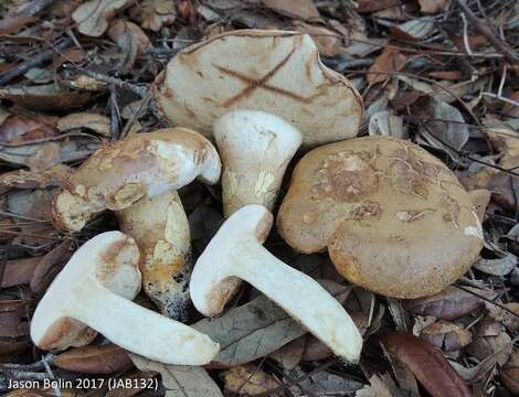 Image of Tylopilus rhodoconius (Singer) T. J. Baroni, Both & Bessette 1998