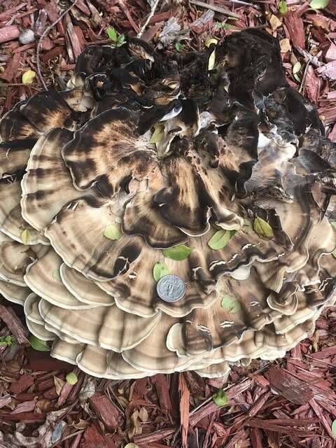 Image de Meripilaceae