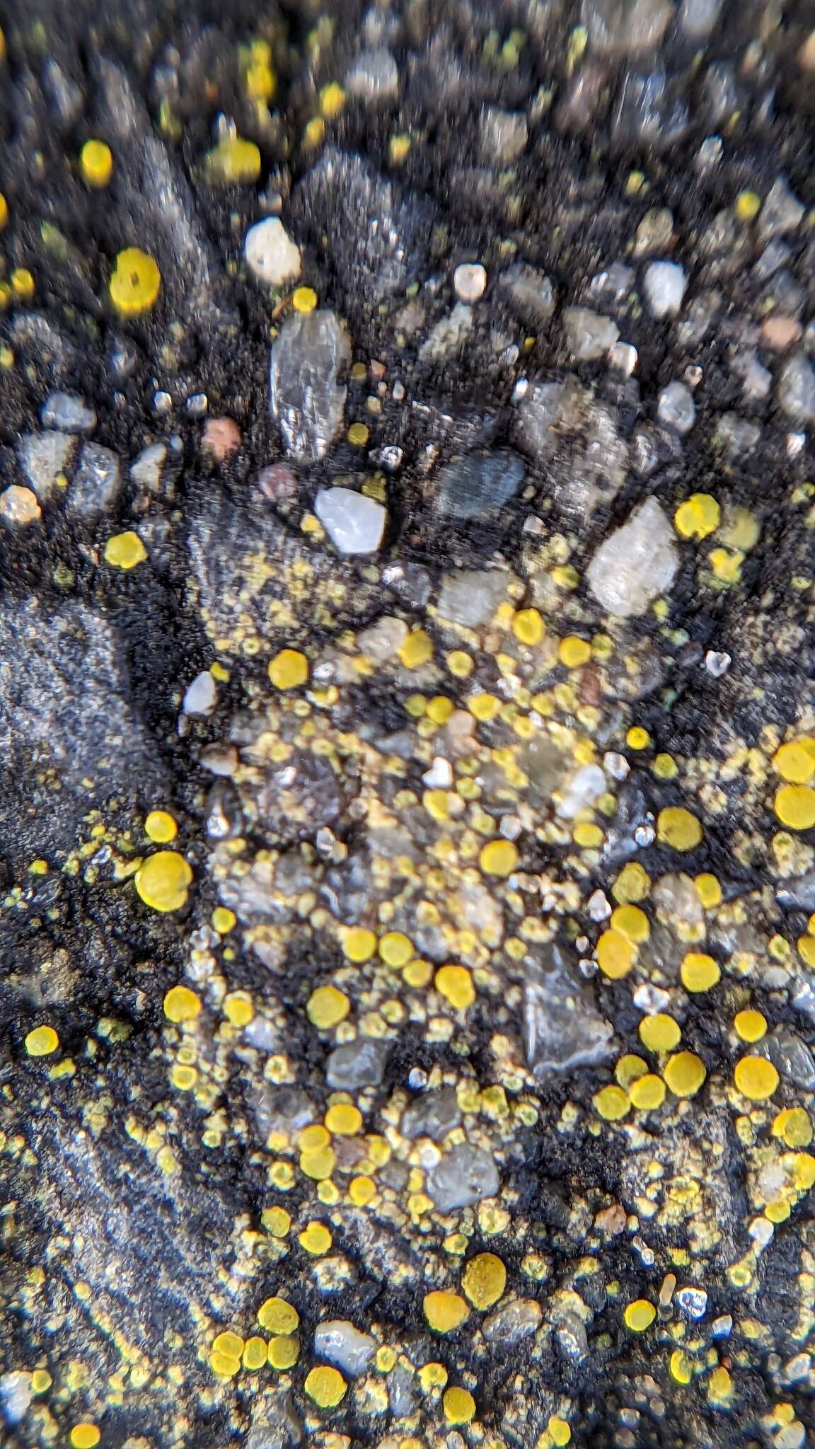 Image of Hidden goldspeck lichen