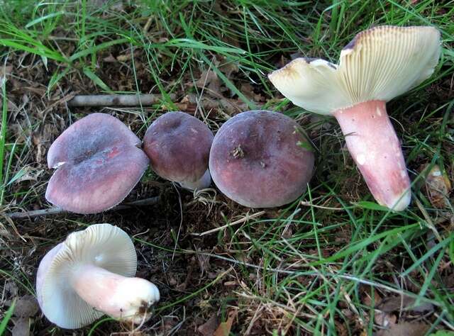 Image of Russula mariae Peck 1919