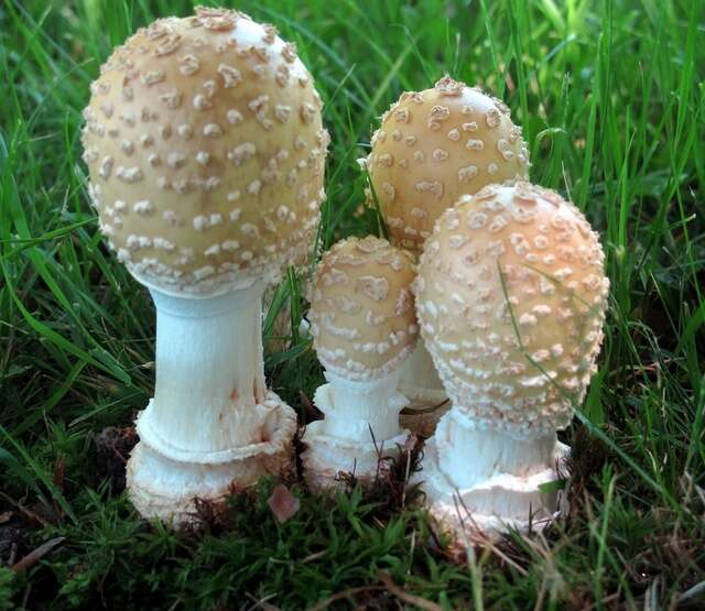 Image of Amanita velatipes G. F. Atk. 1900