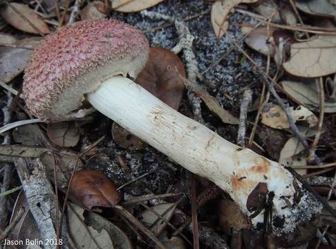 Image of Boletellus